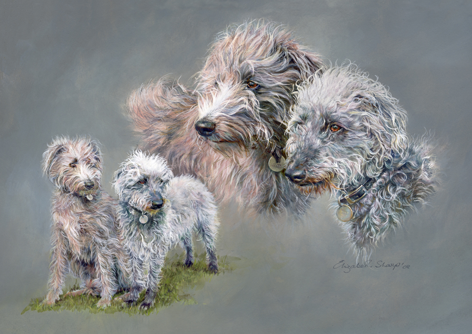 Bedlington X Lurchers