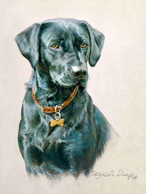 Black Labrador Head