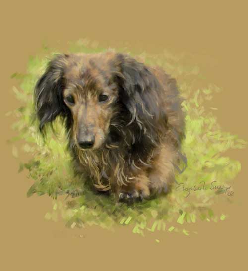 A brindle dachshund