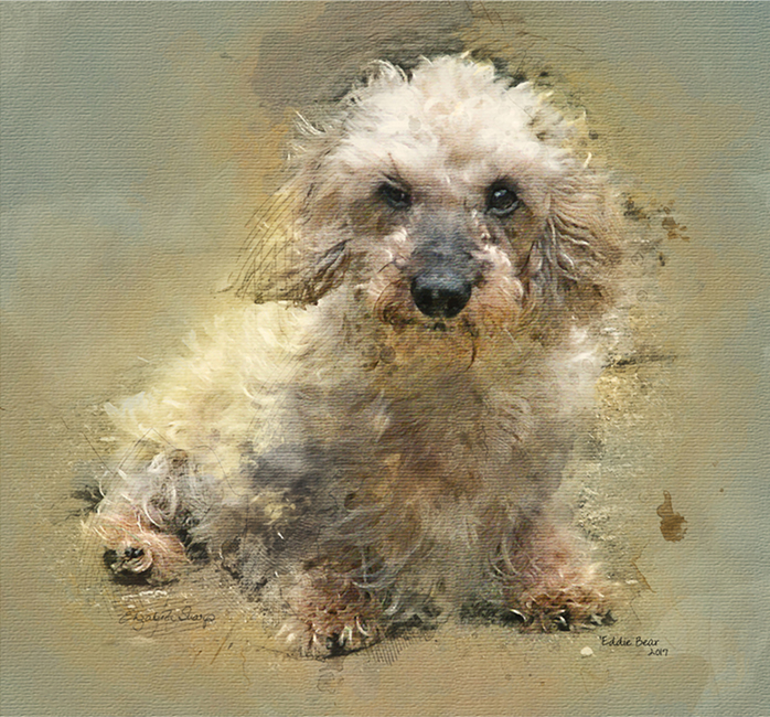 Wire Haired Dachshund