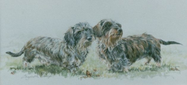Wire Haired Dachshunds