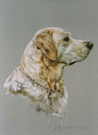 Labrador cross