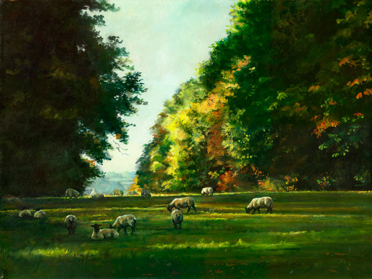Sheep in Belton Park