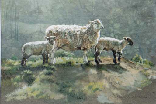 Spring lambs