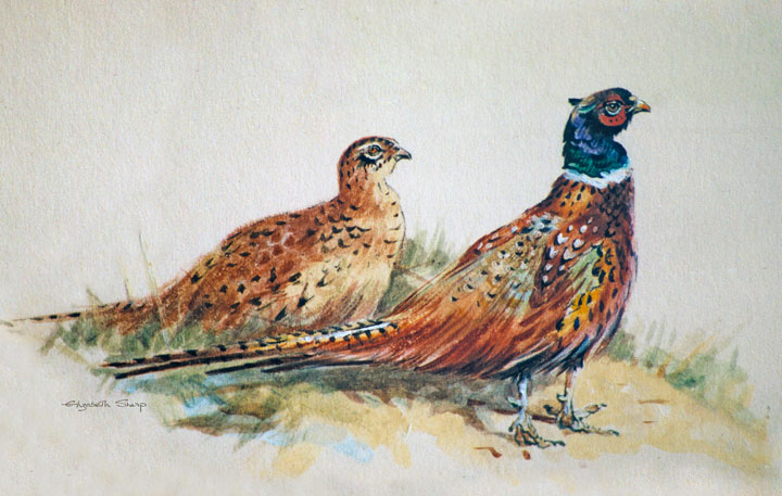 Brace of Pheasant