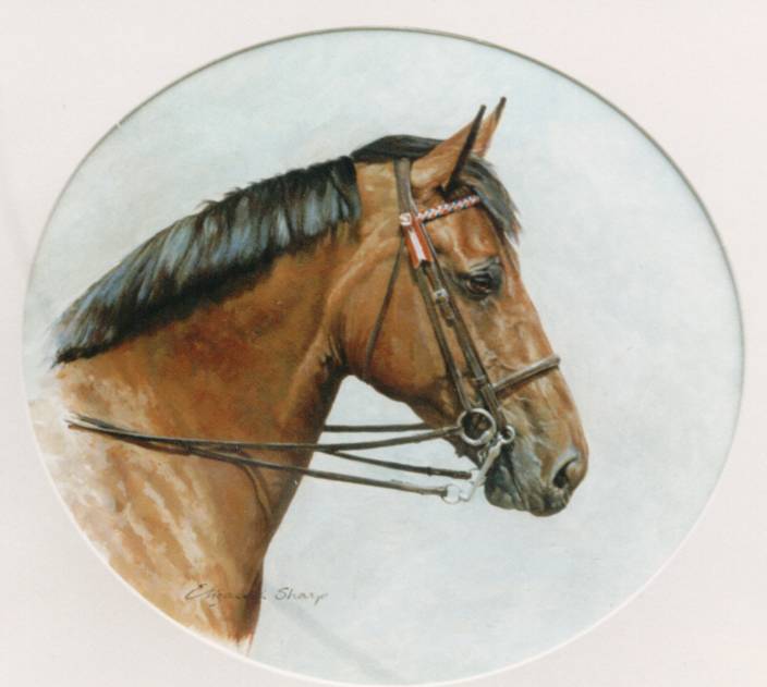 Show Horse Head