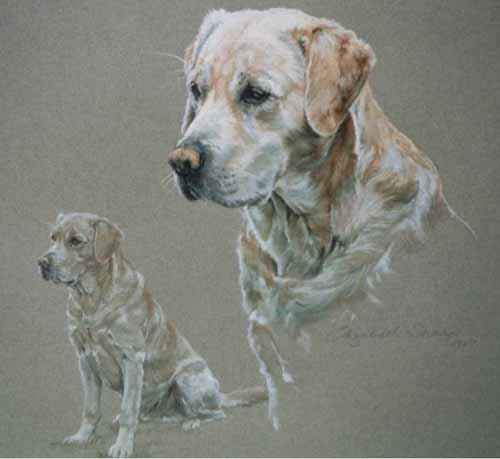 Labrador with colour sketch