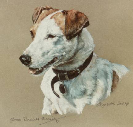 Jack Russel Head