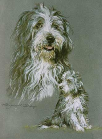 Bearded Collie