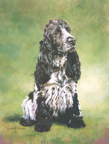 Black and White Cocker Spaniel