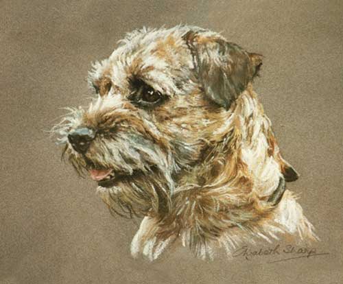 Border Terrier Head